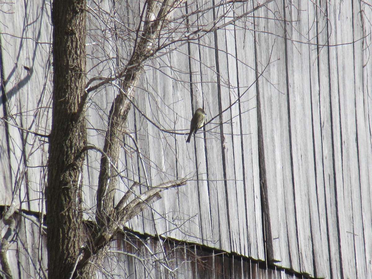 Eastern Phoebe - ML646919445