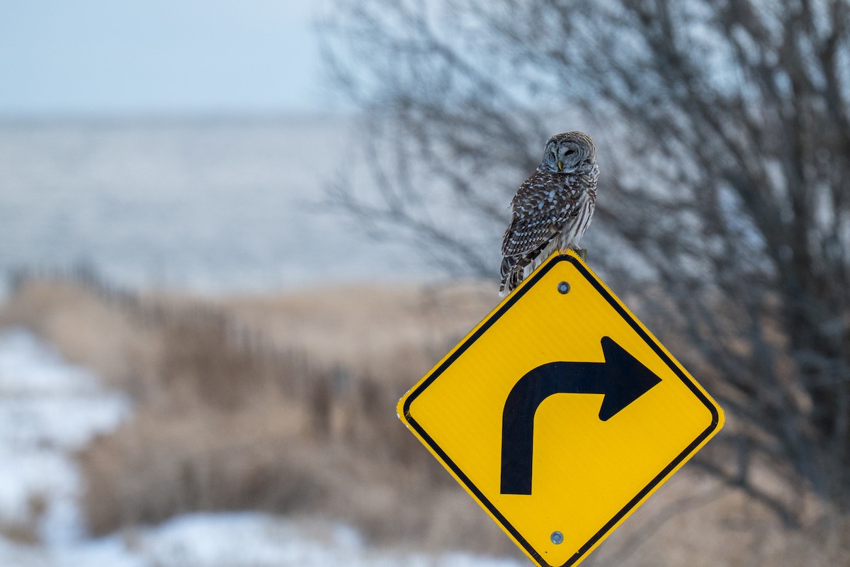 Barred Owl - ML646919446