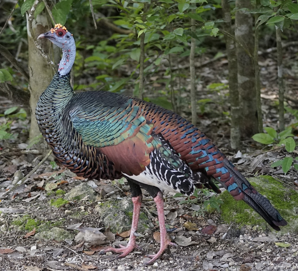 flekkalkun - ML646919451