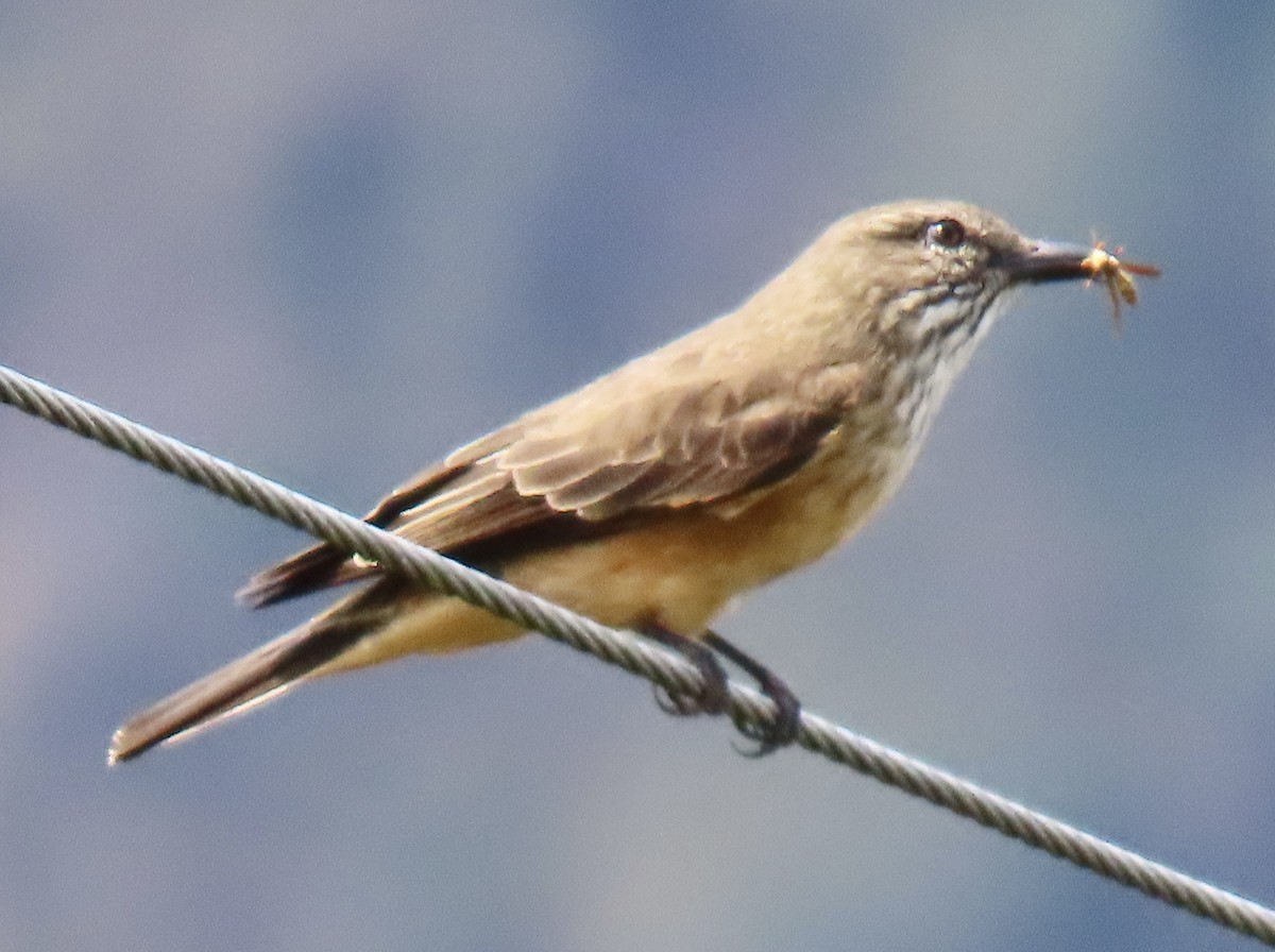 Streak-throated Bush-Tyrant - ML646919453