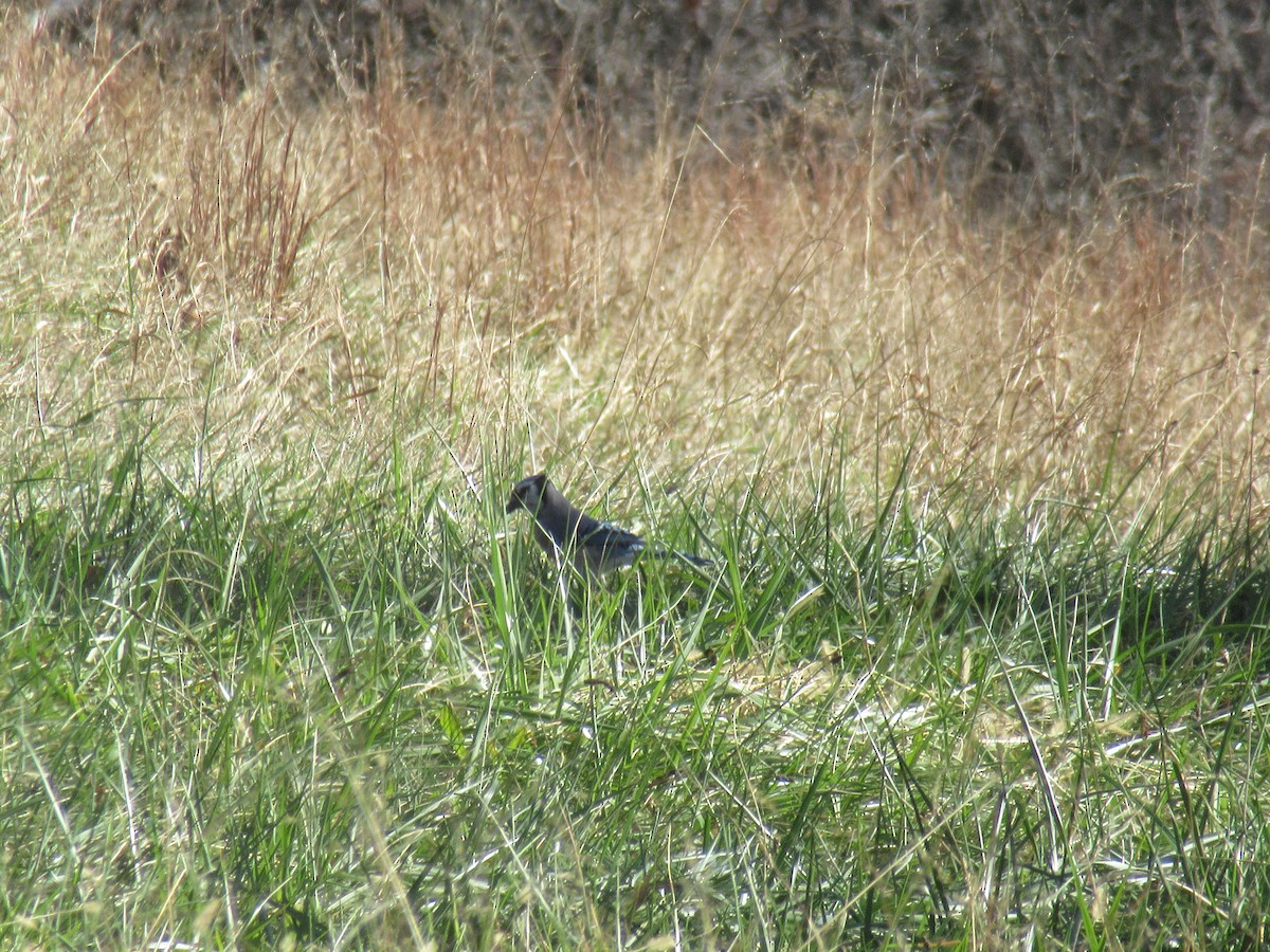 Blue Jay - ML646919459