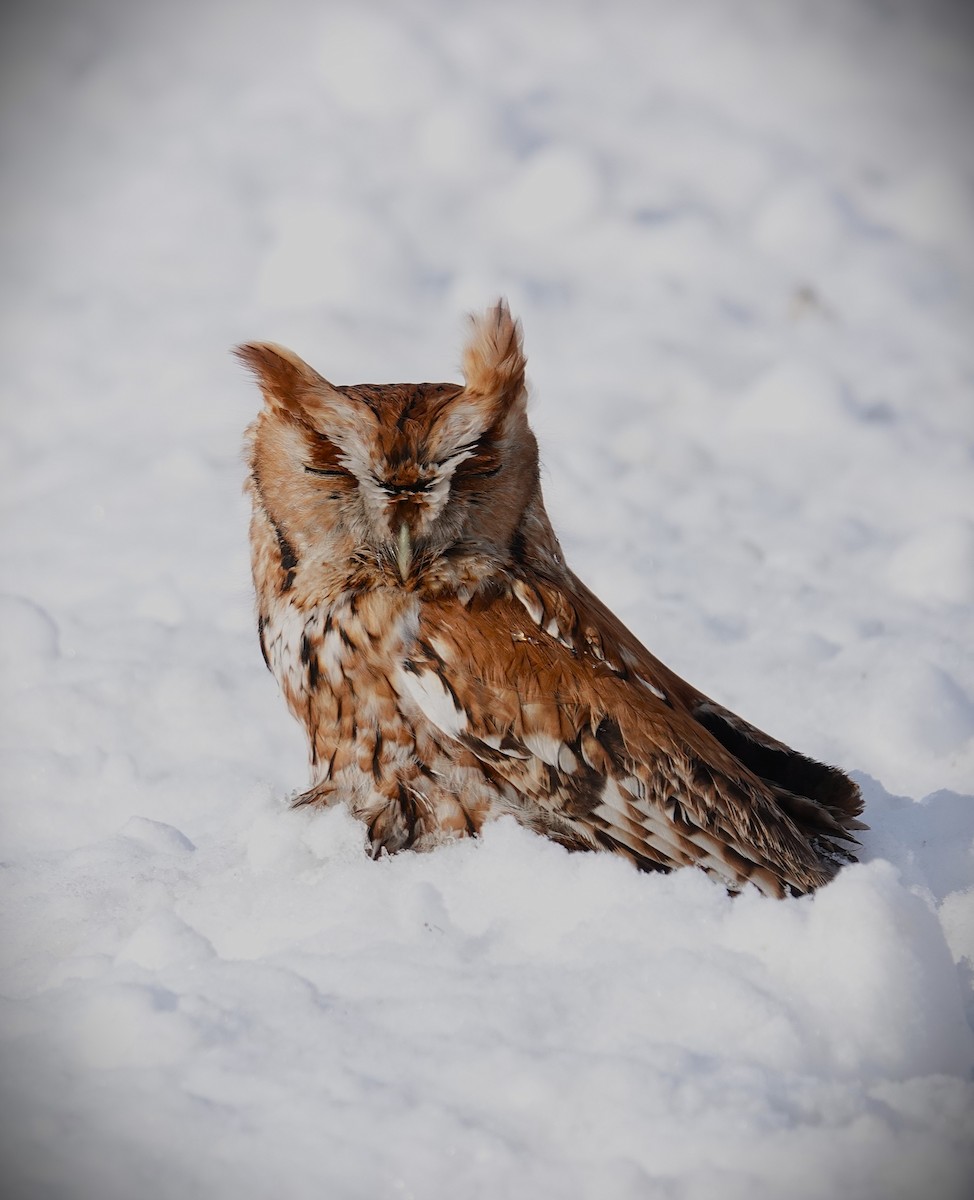 Eastern Screech-Owl - ML646919463