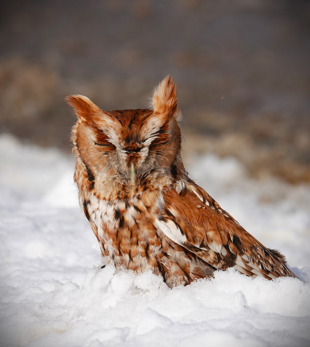 Eastern Screech-Owl - ML646919464