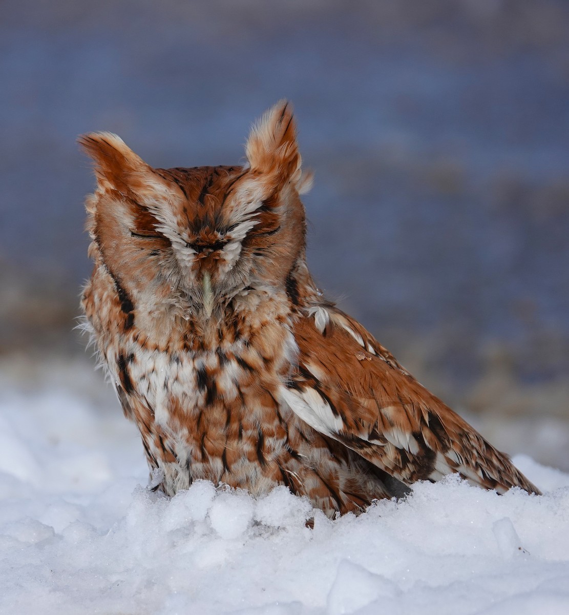 Eastern Screech-Owl - ML646919465