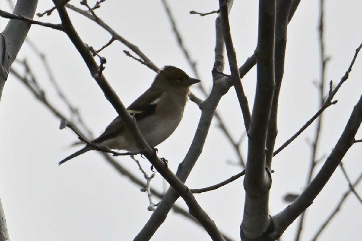 ズアオアトリ - ML646919466