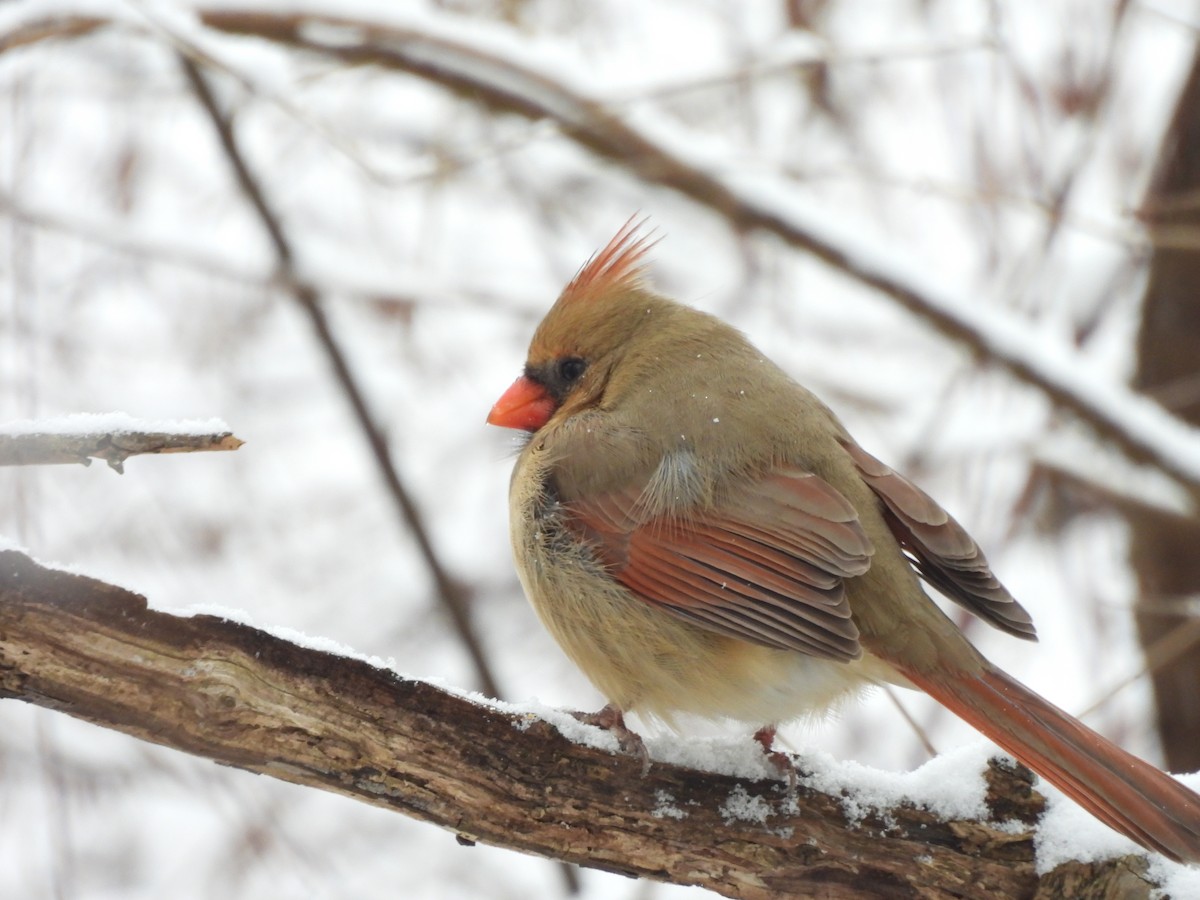 Northern Cardinal - ML646919467
