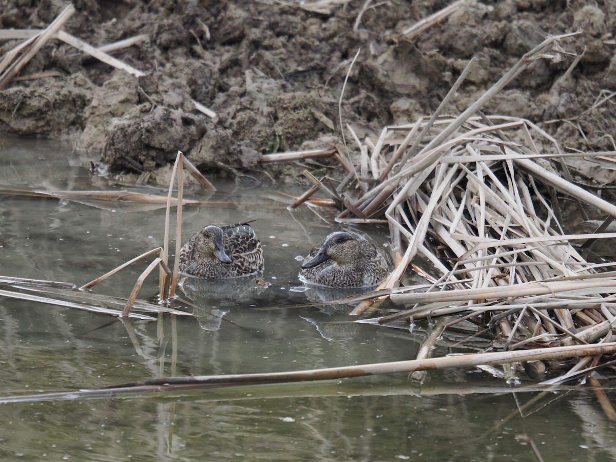 コガモ - ML646919469