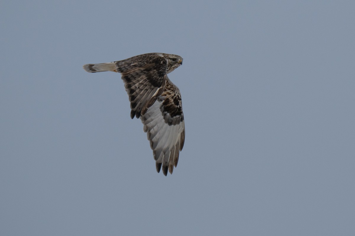 Rough-legged Hawk - ML646919472