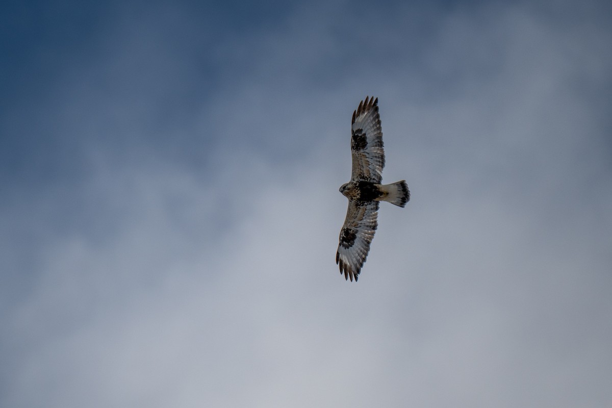 Rough-legged Hawk - ML646919473