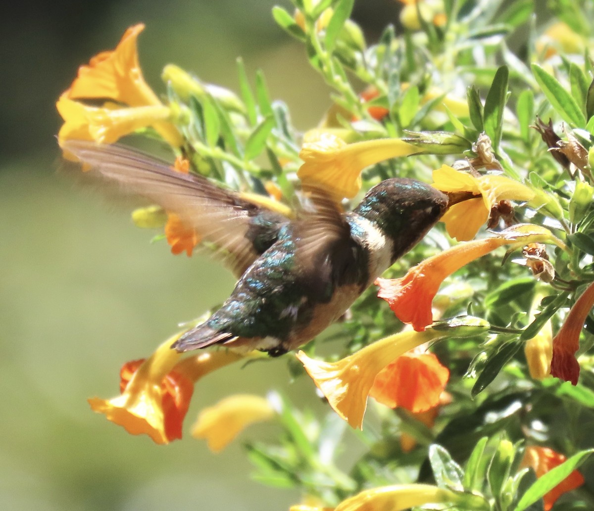 Rufous-shafted Woodstar - ML646919477