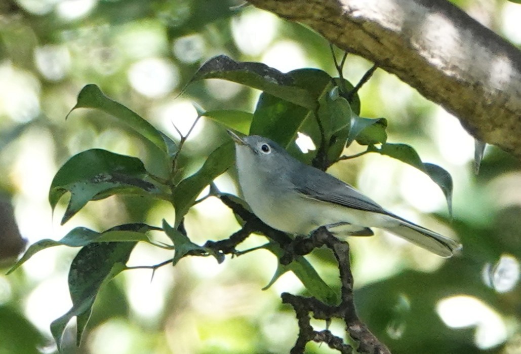 Blue-gray Gnatcatcher - ML646919481