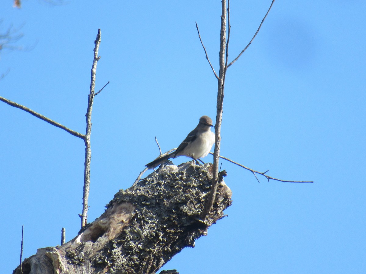 Northern Mockingbird - ML646919484
