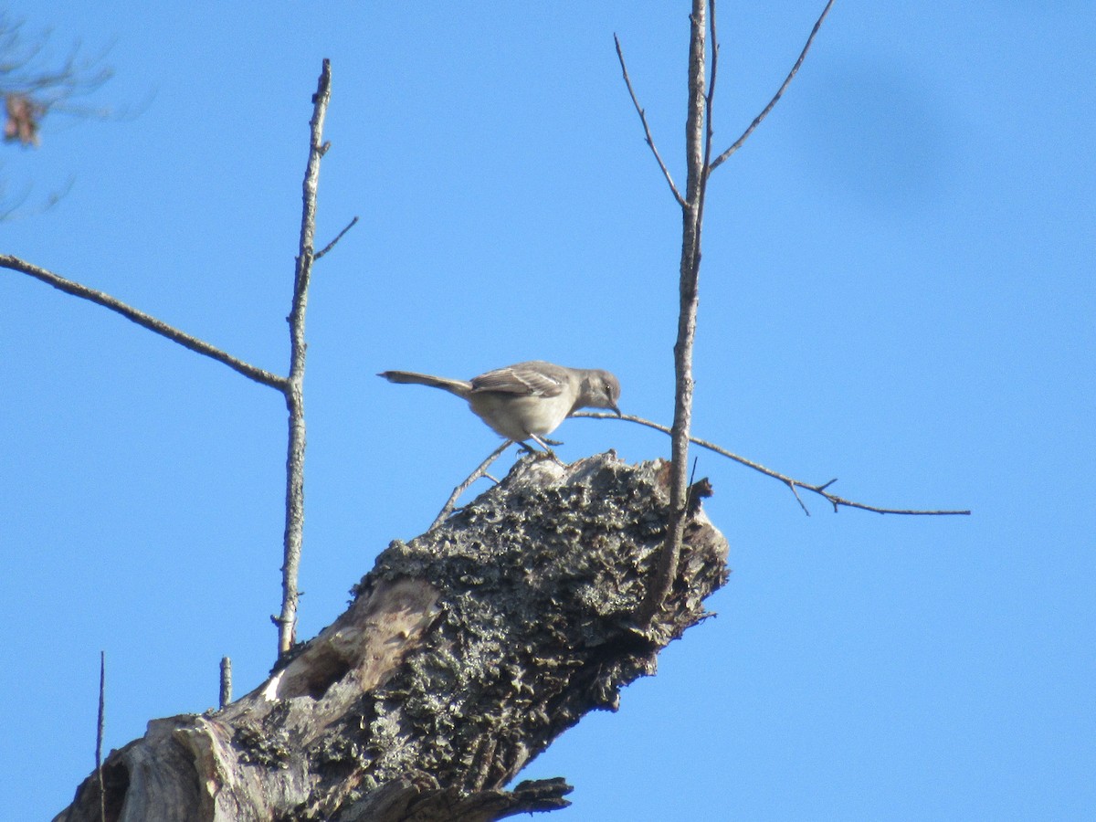Northern Mockingbird - ML646919485