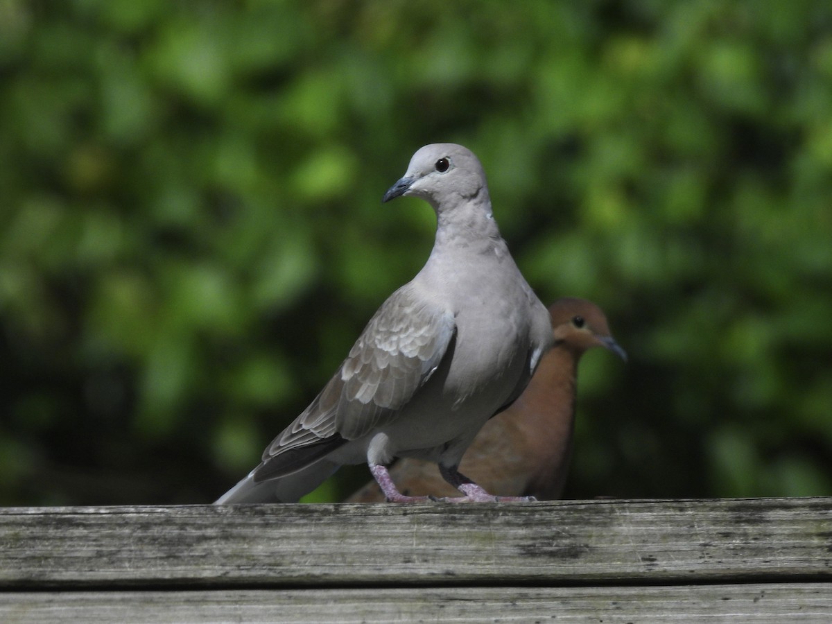 African Collared-Dove - ML646919486