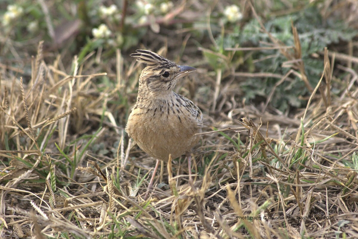 Tawny Lark - ML646919488