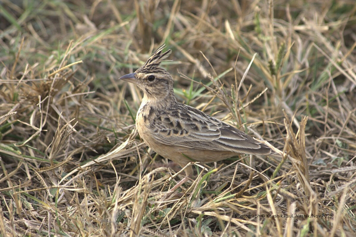Tawny Lark - ML646919489