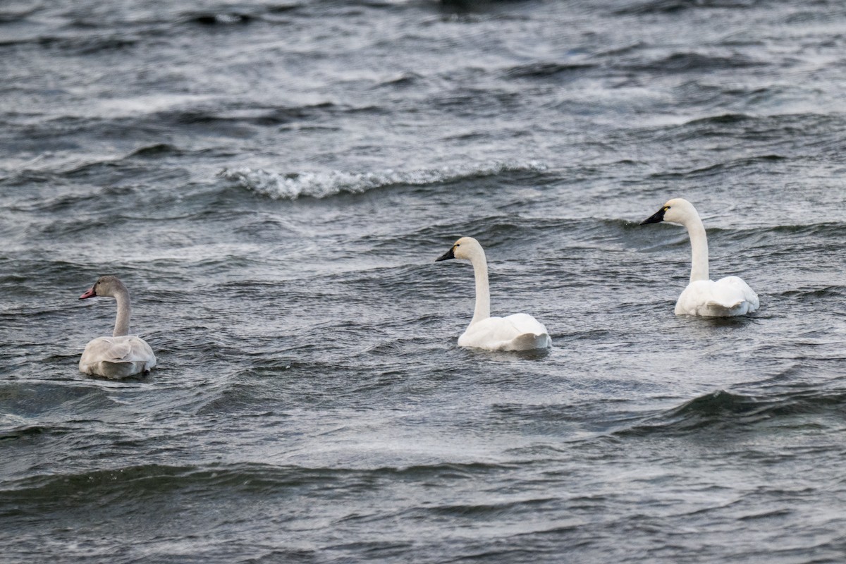 Tundra Swan - ML646919494