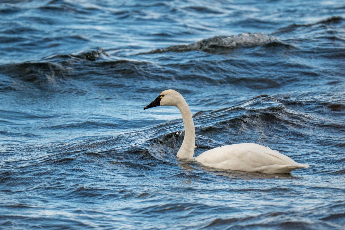Tundra Swan - ML646919495