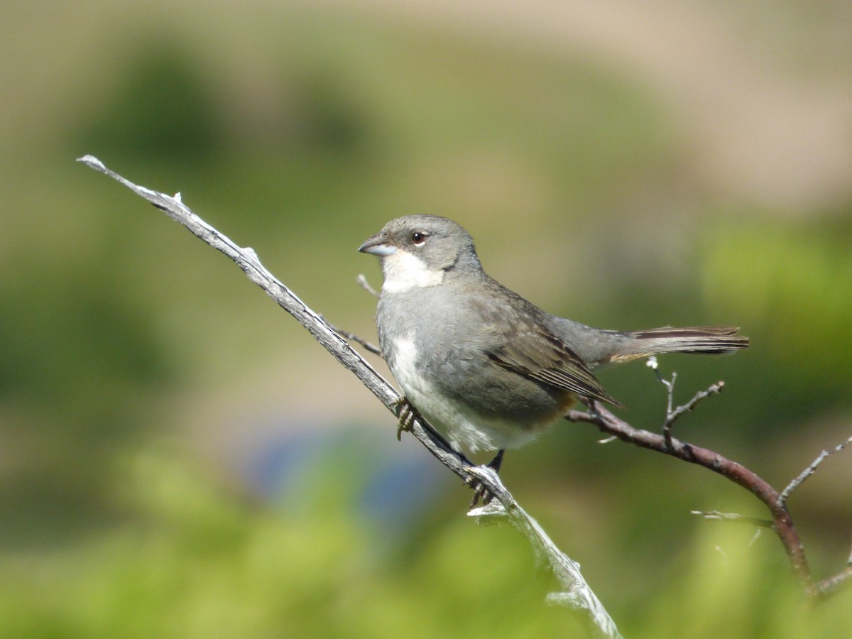 Duika İspinozu - ML646919496