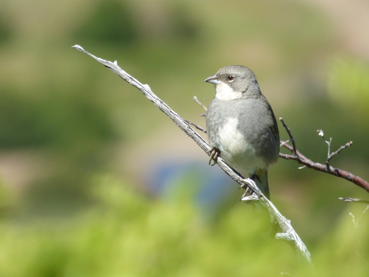 Duika İspinozu - ML646919497