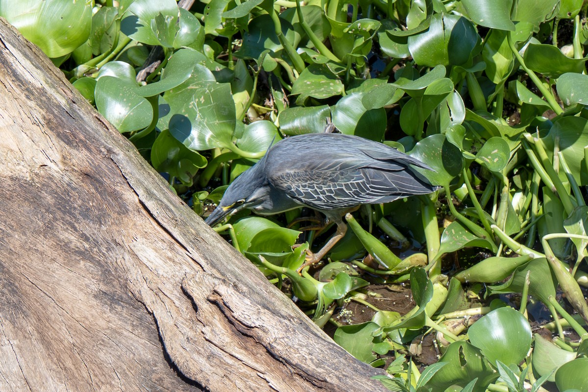 Little Heron - ML646919498