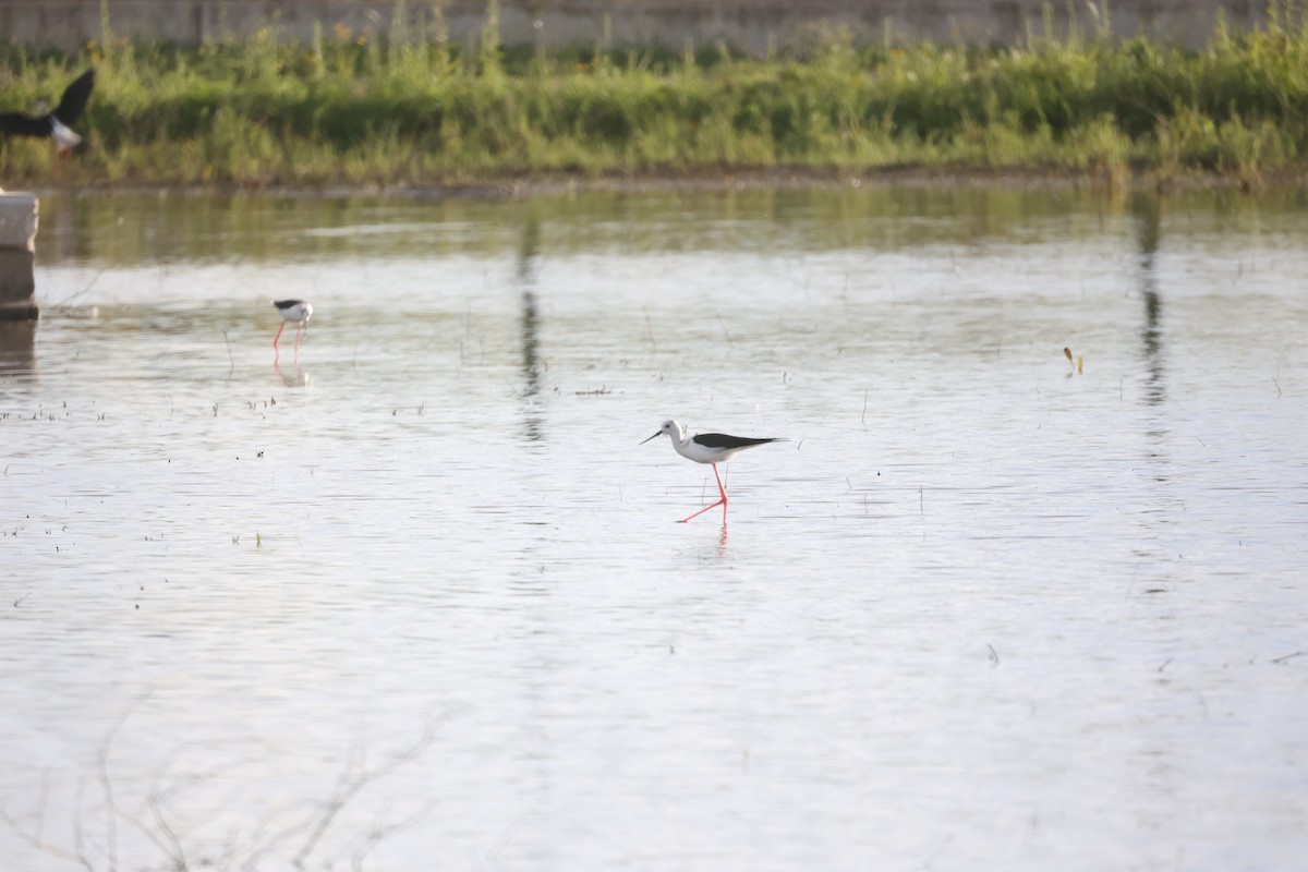 セイタカシギ - ML646919499