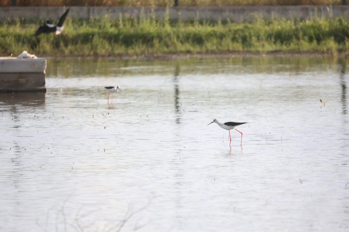 セイタカシギ - ML646919500