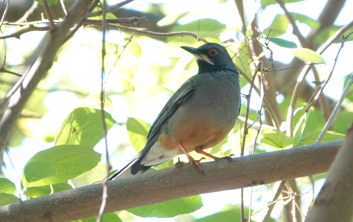 Western Red-legged Thrush (Rusty-bellied) - ML646919505