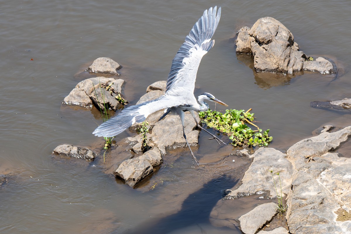 Gray Heron (Gray) - ML646919507