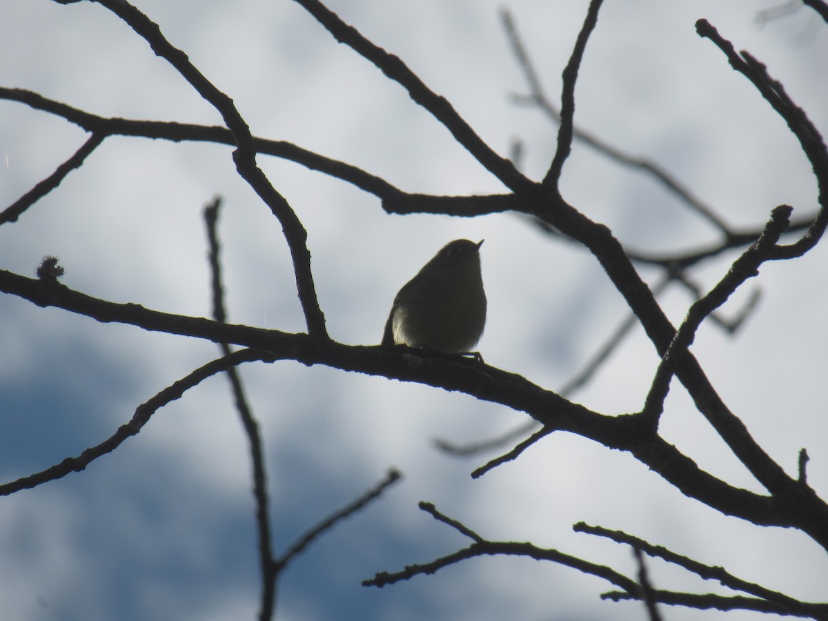 Ruby-crowned Kinglet - ML646919508