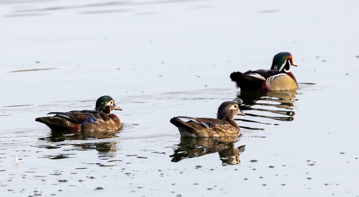 美洲鴛鴦 - ML646919511