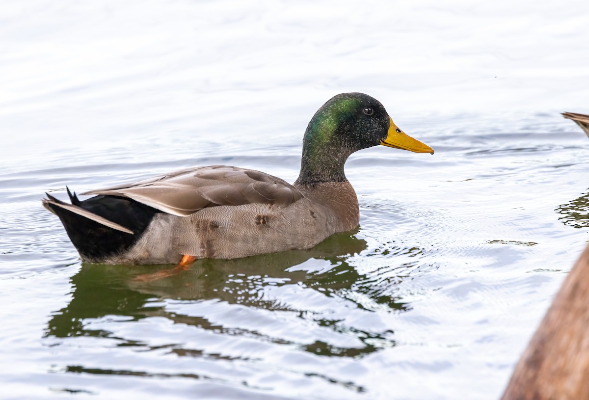 綠頭鴨 - ML646919514