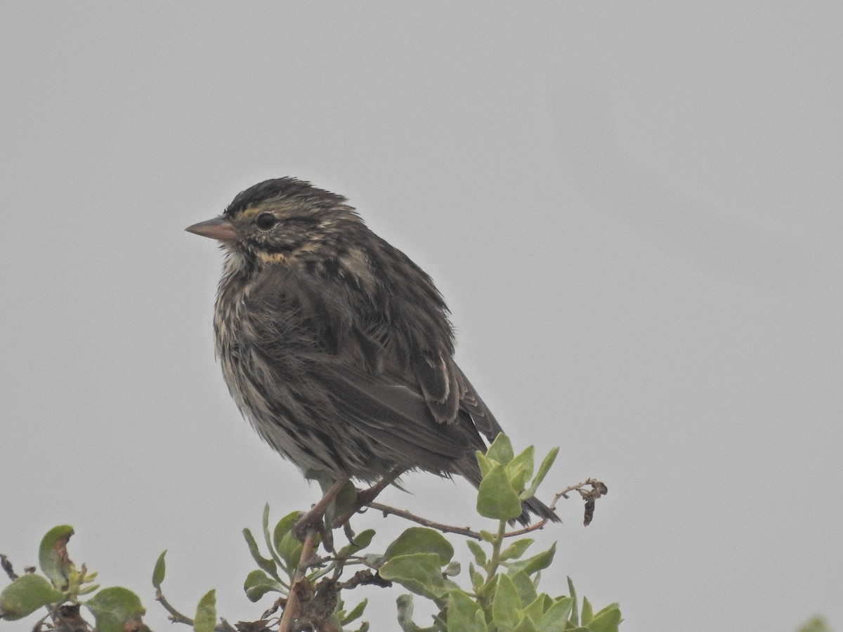 Саванная овсянка [группа guttatus] - ML646919515