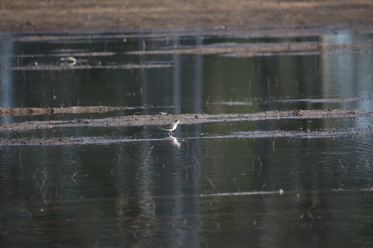 イソシギ - ML646919516