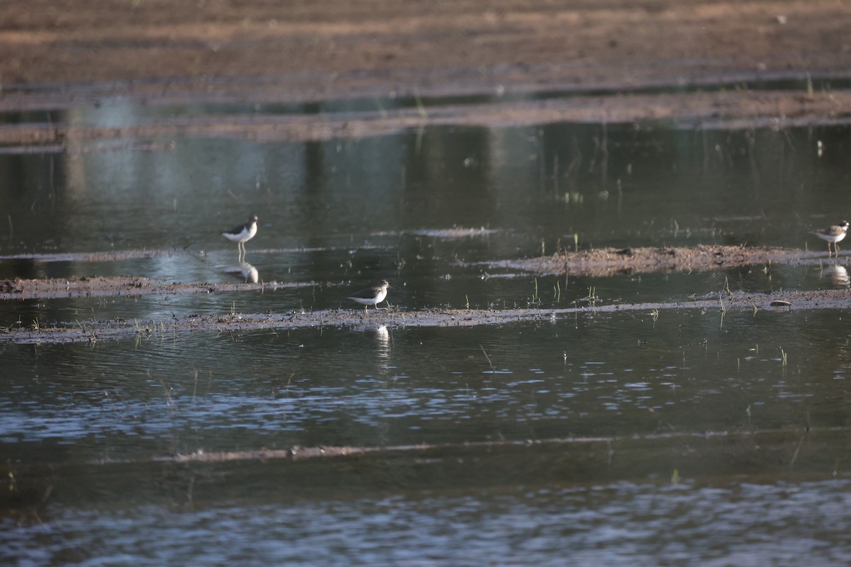 イソシギ - ML646919517