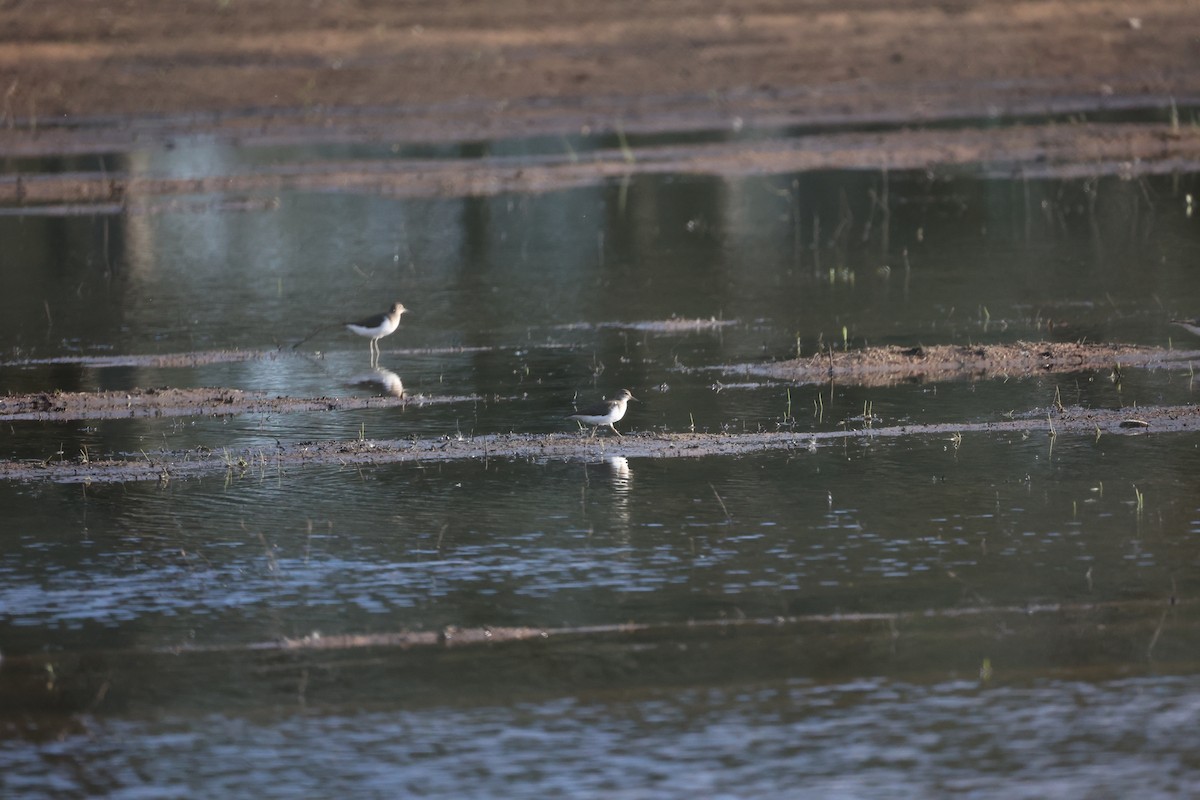 イソシギ - ML646919518