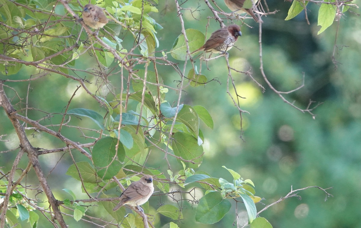 Scaly-breasted Munia - ML646919521