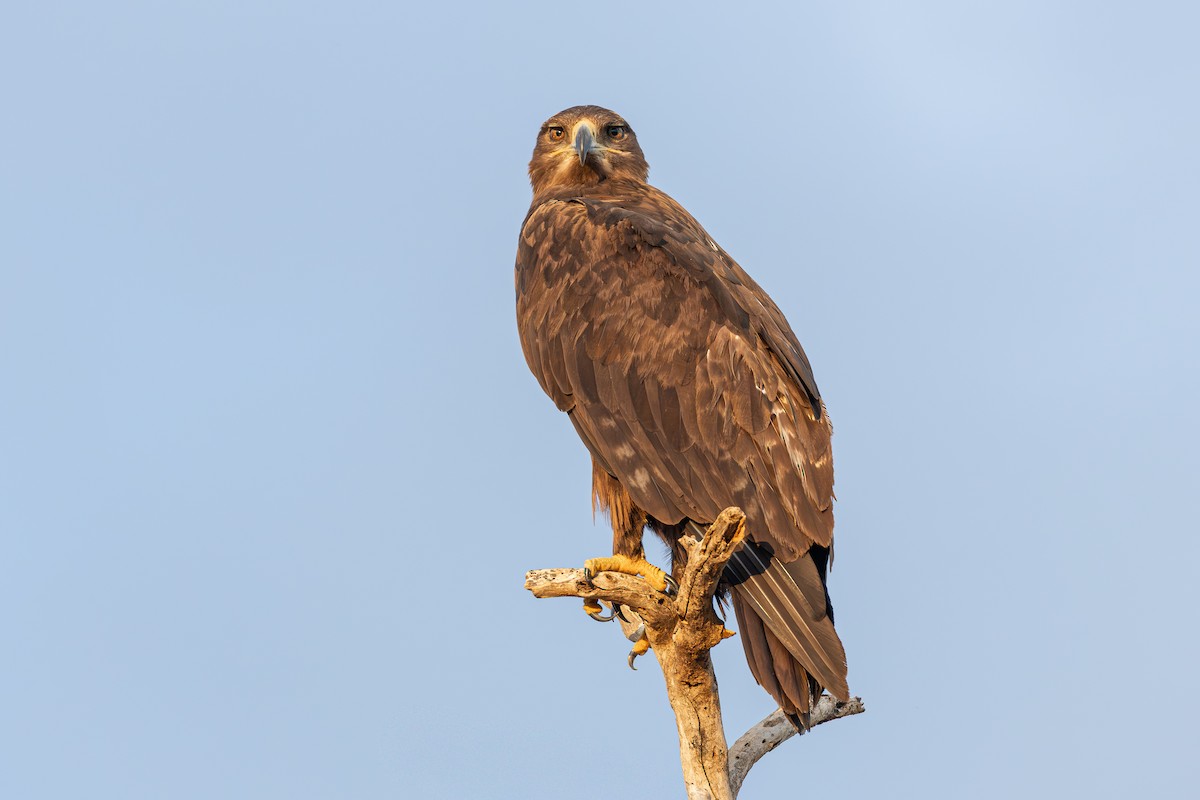 steppeørn - ML646919522