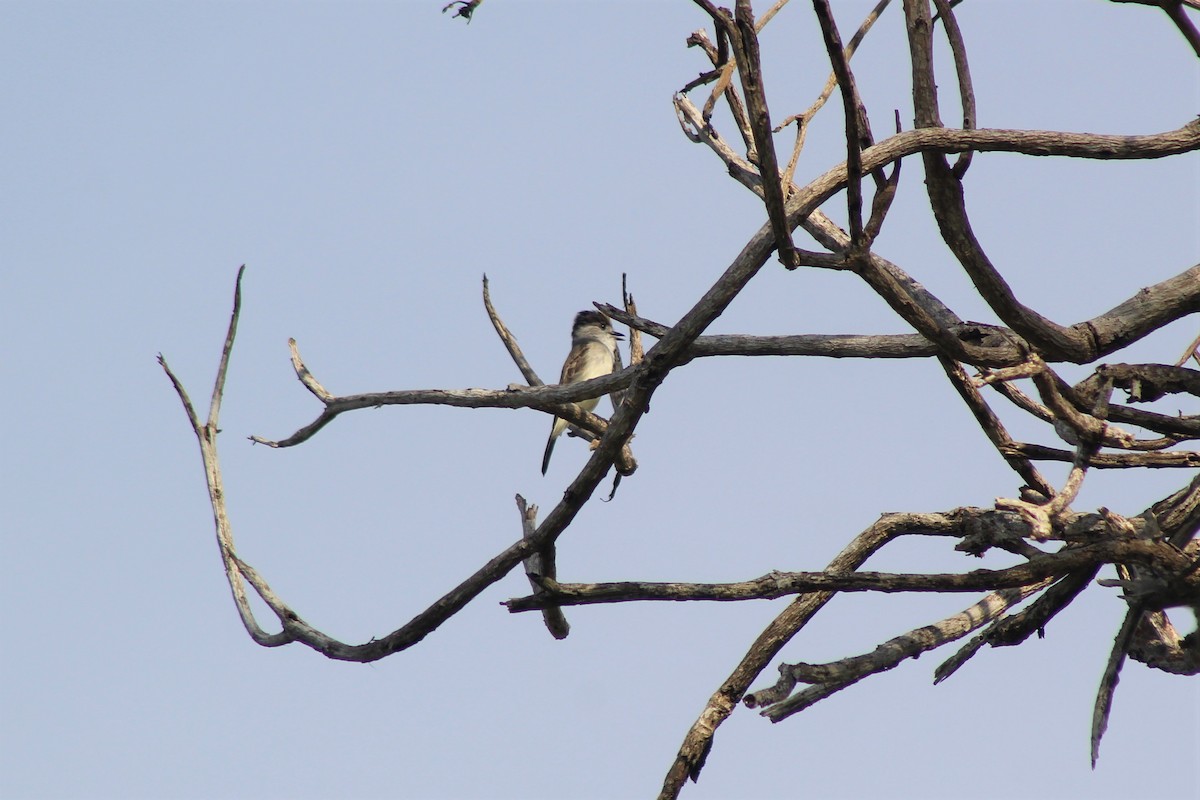 White-naped Xenopsaris - ML646919525