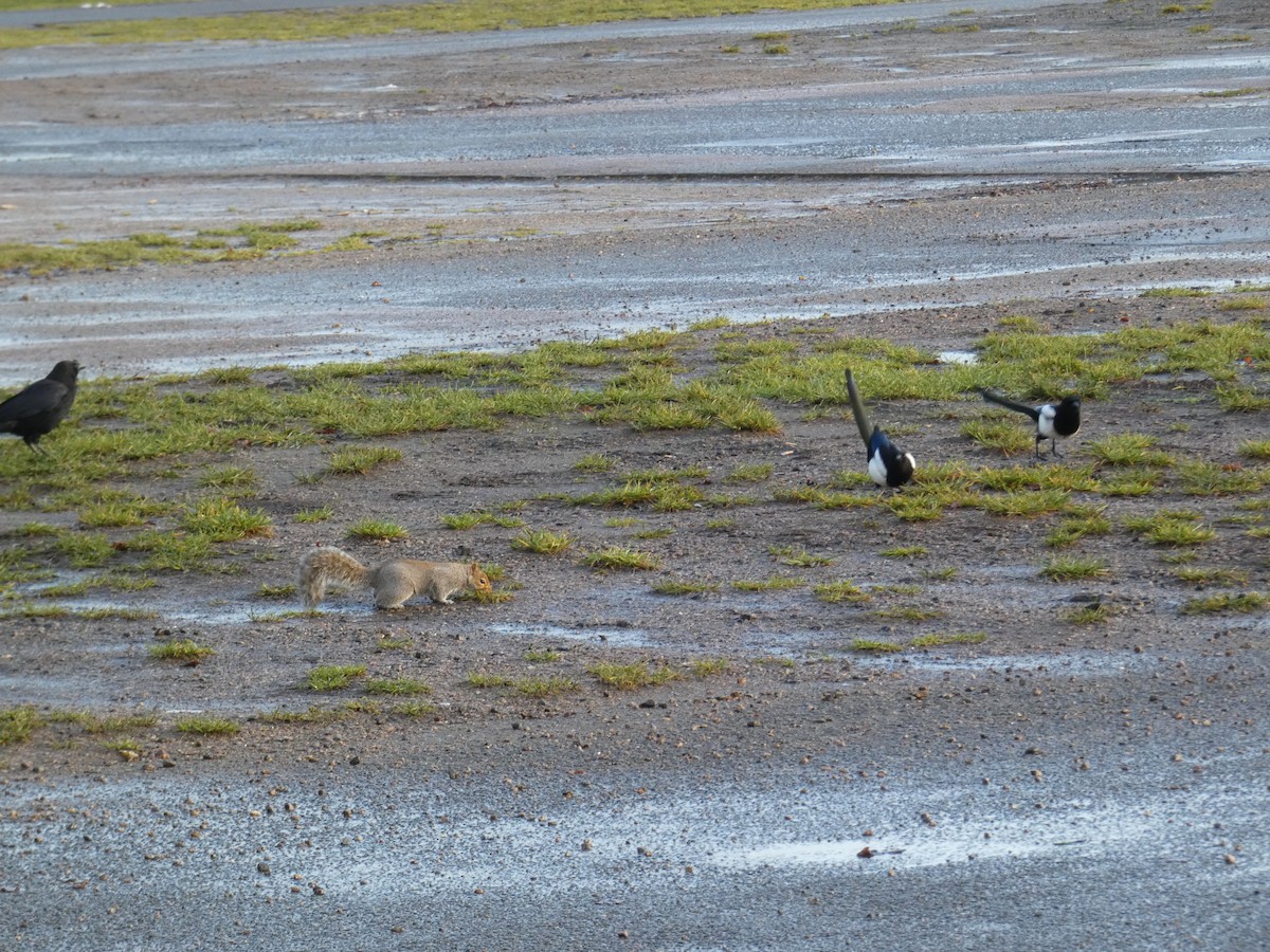 Сорока - ML646919526