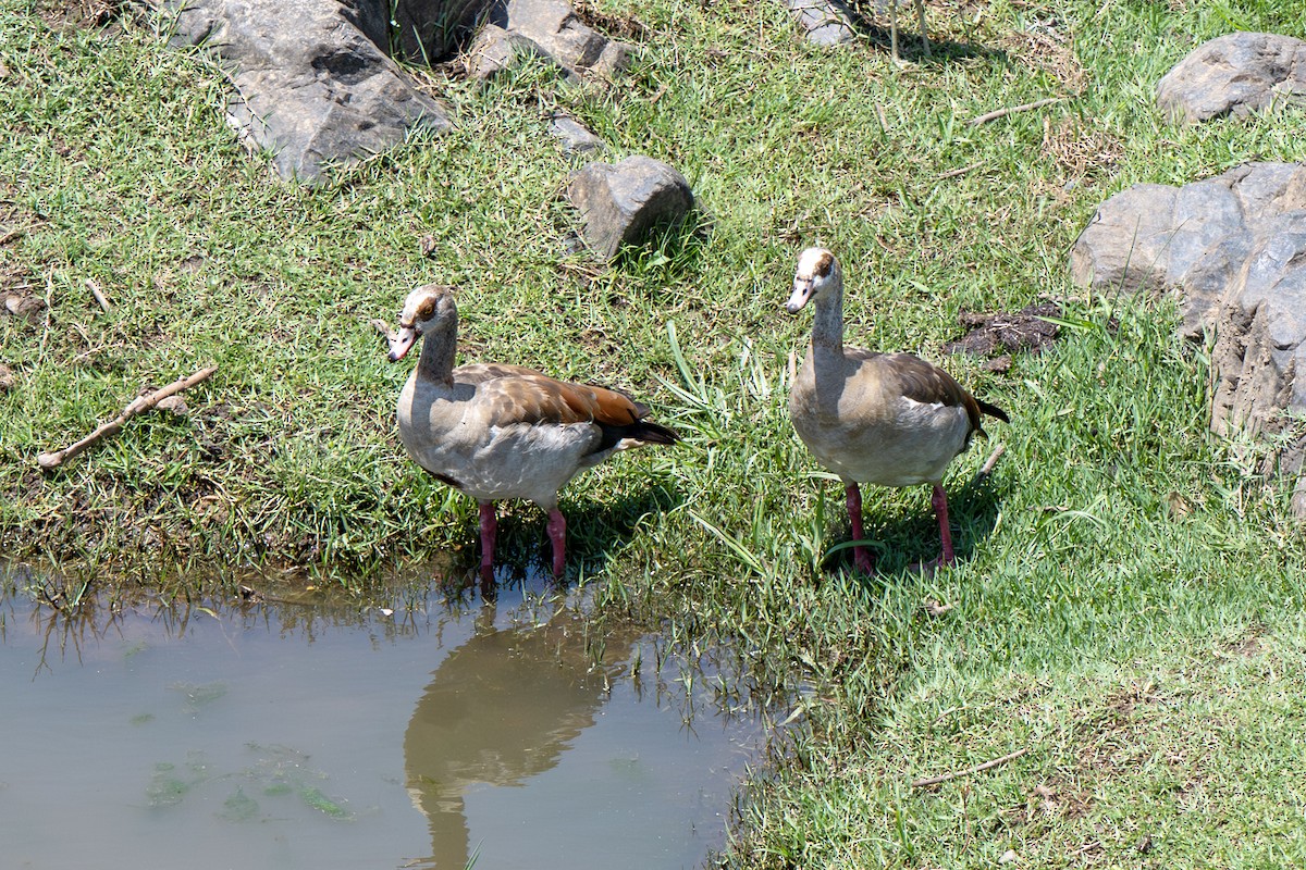 Egyptian Goose - ML646919531