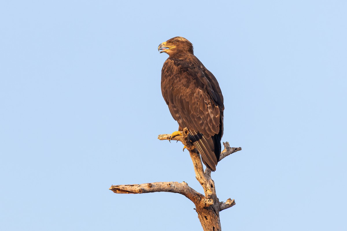 steppeørn - ML646919532