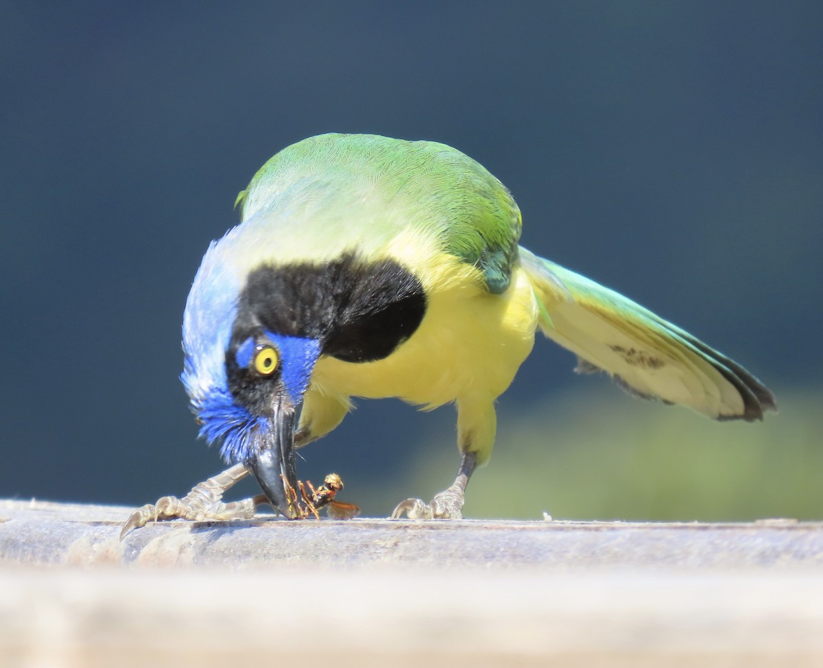 Перуанская сойка [группа yncas] - ML646919533