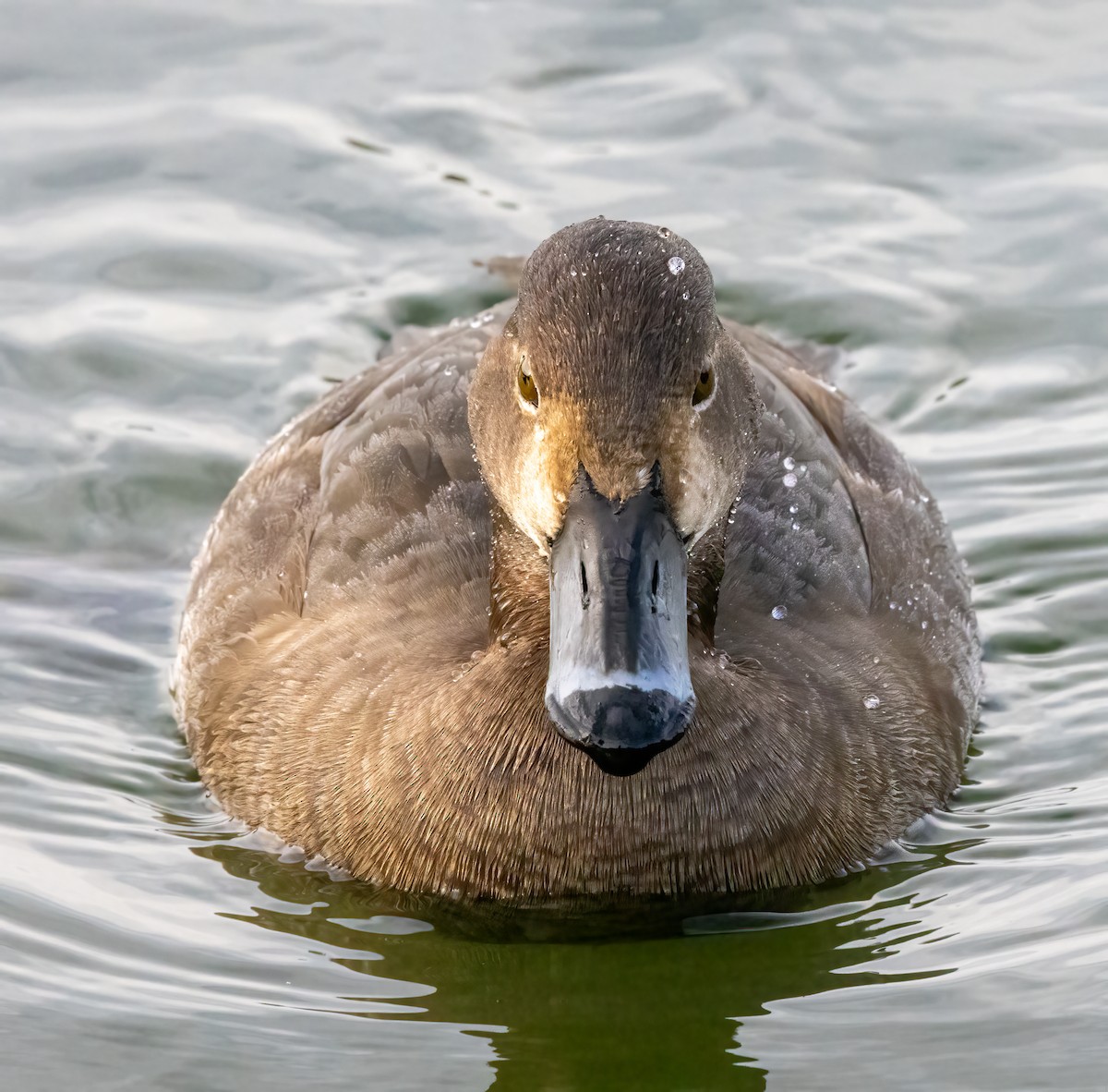 Redhead - ML646919536