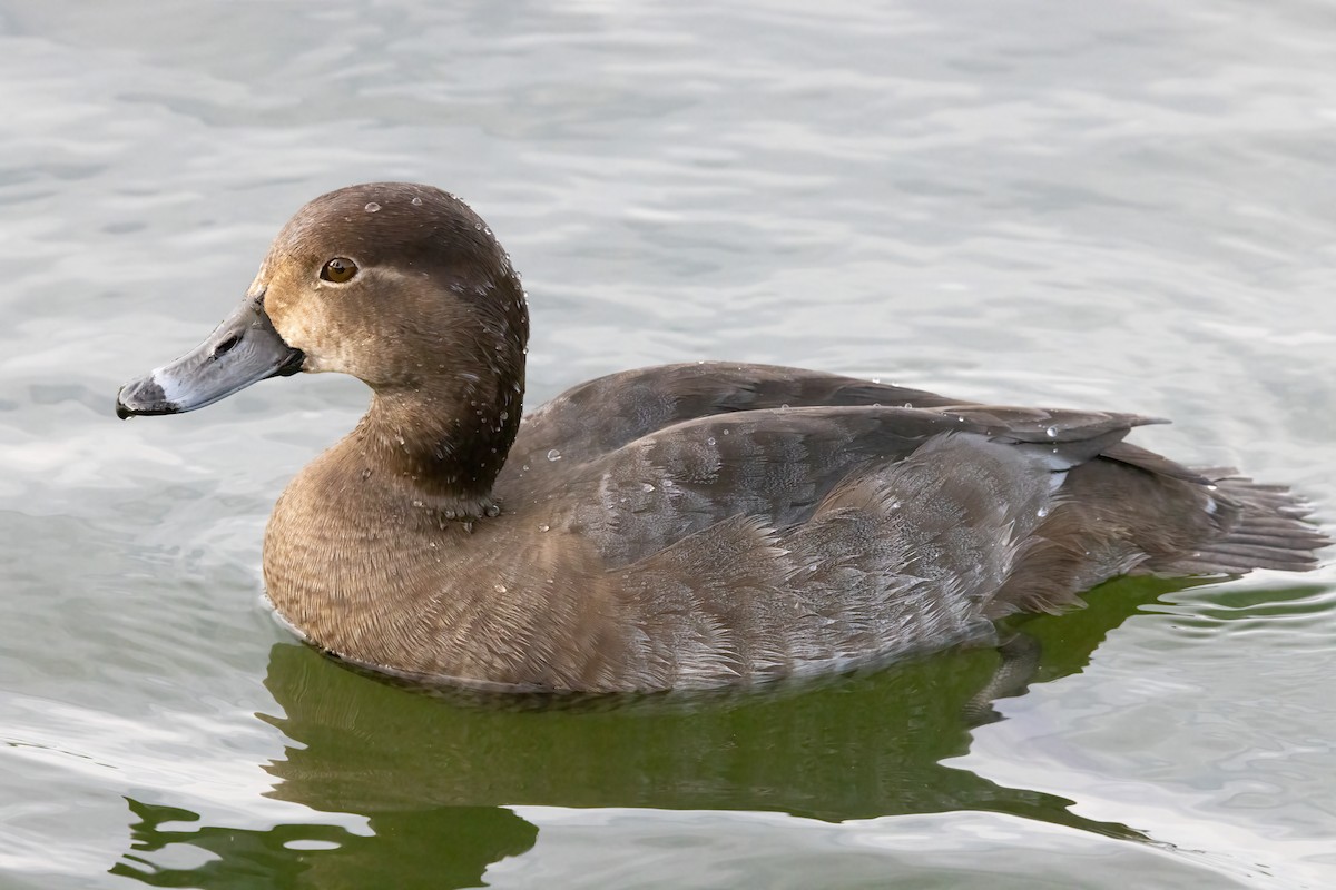 Redhead - ML646919537