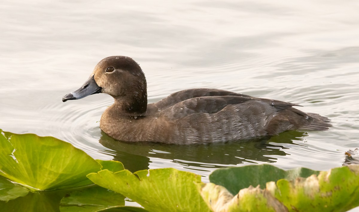 Redhead - ML646919538
