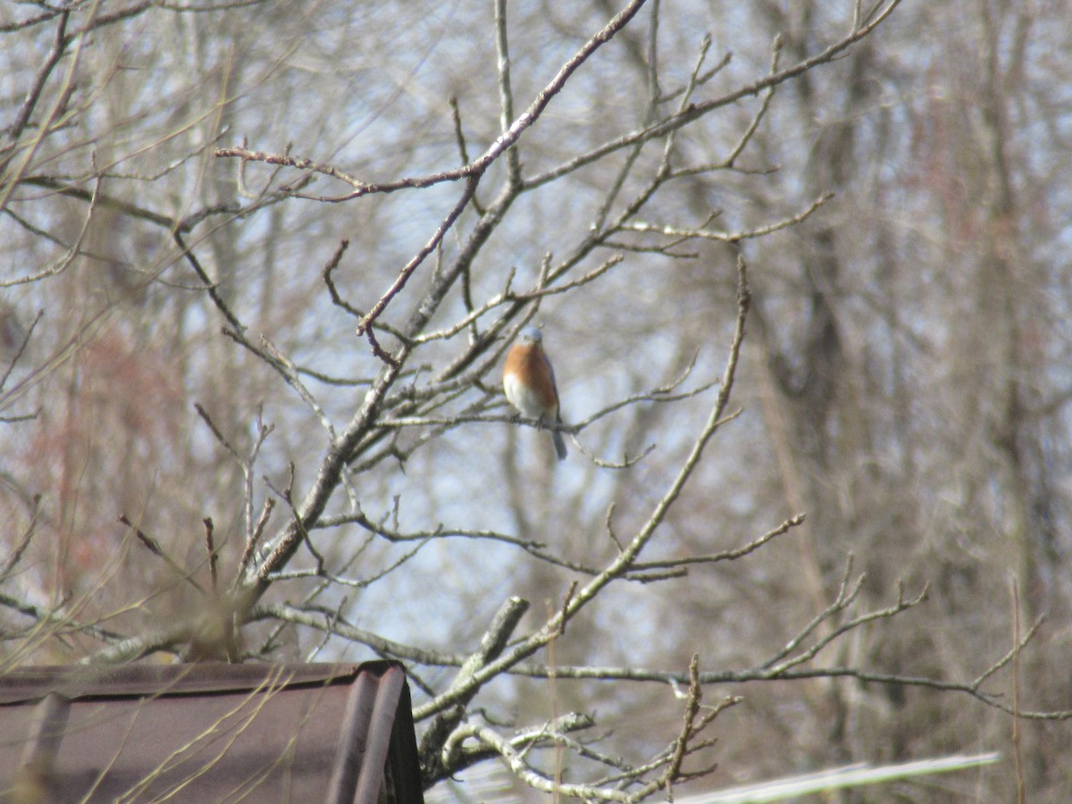 Eastern Bluebird - ML646919539