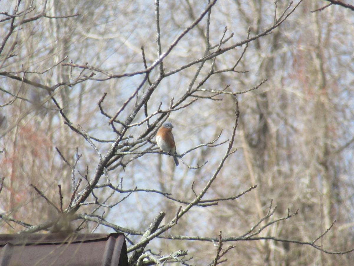 Восточная сиалия - ML646919540