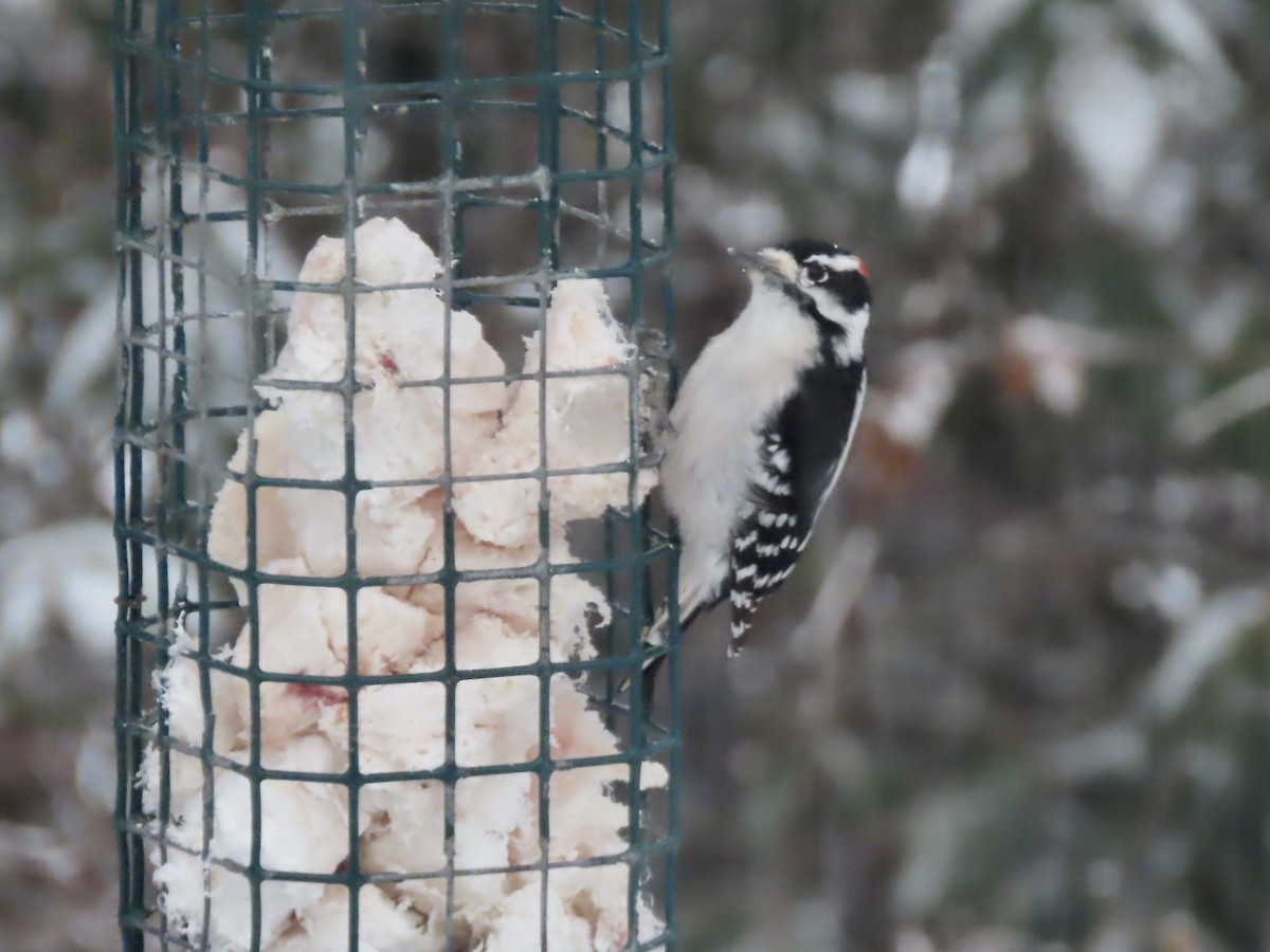 Пушистый дятел - ML646919542