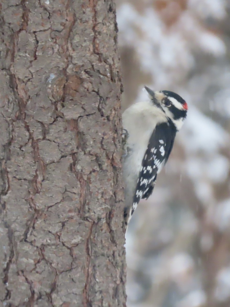 Пушистый дятел - ML646919544